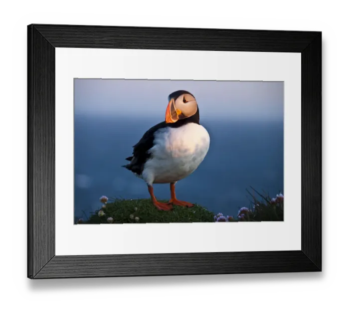 Framed Print : Puffin -Fratercula arctica-, Latrabjarg, Westfjords, Iceland, Europe Framed Print : Puffin -Fratercula arctica-, Latrabjarg, Westfjords, Iceland, Europe