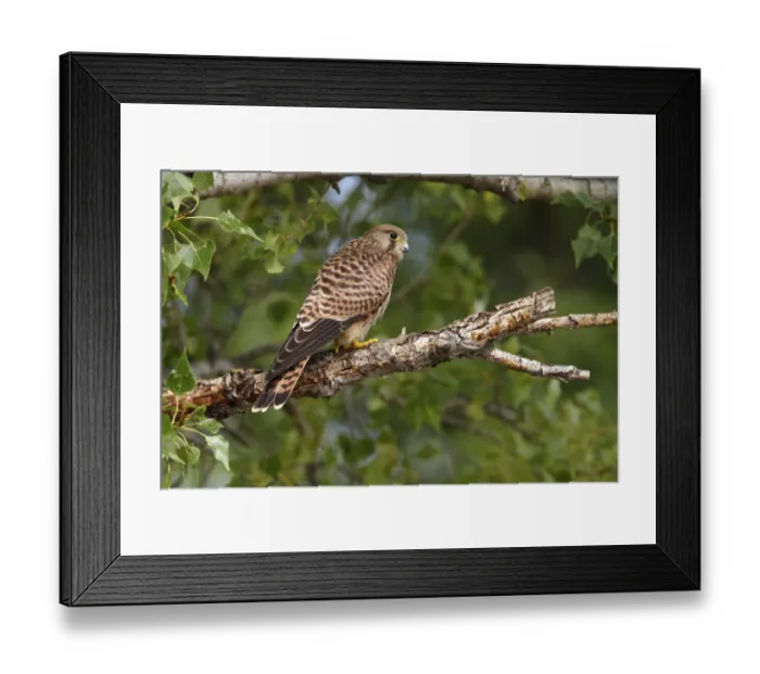 Framed Print : Common Kestrel -Falco tinnunculus-, fledged bird perched on a branch, Apetlon, Lake Neusiedl, Burgenland, Austria, Europe Framed Print : Common Kestrel -Falco tinnunculus-, fledged bird perched on a branch, Apetlon, Lake Neusiedl, Burgenland, Austria, Europe
