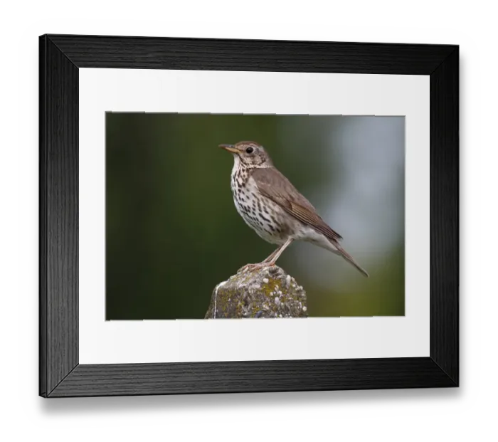 Framed Print : Song Thrush -Turdus philomelos-, perched on stone pillar, Lake Neusiedl, Burgenland, Austria, Europe Framed Print : Song Thrush -Turdus philomelos-, perched on stone pillar, Lake Neusiedl, Burgenland, Austria, Europe