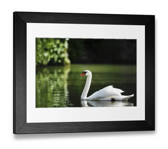 Framed Print : Mute Swan -Cygnus olor-, Austria