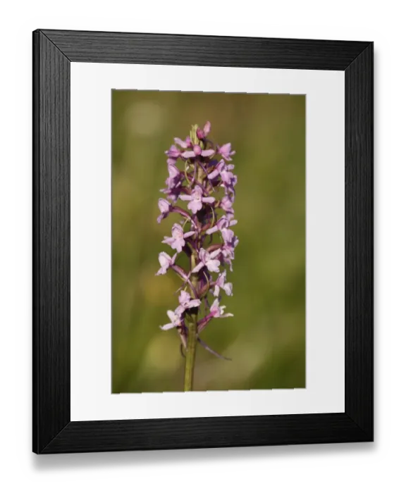 Framed Print : Fragrant Orchid -Gymnadenia conopsea-, Franconian Switzerland, Bavaria, Germany, Europe Framed Print : Fragrant Orchid -Gymnadenia conopsea-, Franconian Switzerland, Bavaria, Germany, Europe