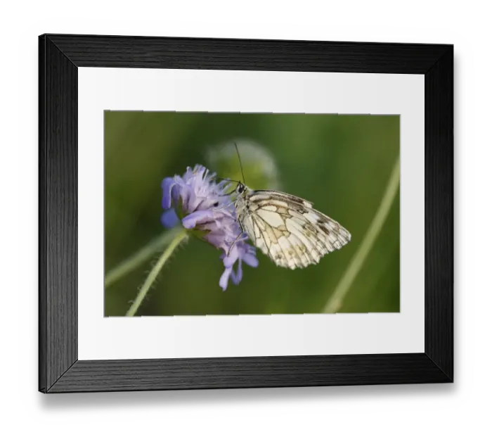 Framed Print : Marbled White -Melanargia galathea- butterfly, male, Franconian Switzerland, Bavaria, Germany, Europe Framed Print : Marbled White -Melanargia galathea- butterfly, male, Franconian Switzerland, Bavaria, Germany, Europe