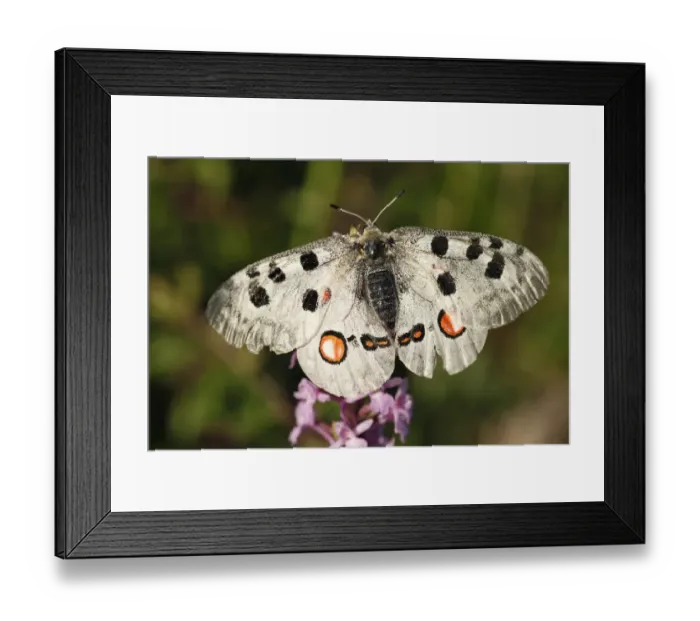 Framed Print : Apollo -Parnassius apollo- butterfly, Kleinziegenfelder Valley, Franconian Switzerland, Bavaria, Germany, Europe Framed Print : Apollo -Parnassius apollo- butterfly, Kleinziegenfelder Valley, Franconian Switzerland, Bavaria, Germany, Europe