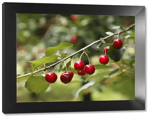 Branch with ripe Wild Cherries or Sweet Cherries -Prunus avium-, Pretzfeld, Franconian Switzerland, Upper Franconia, Franconia, Bavaria, Germany, Europe