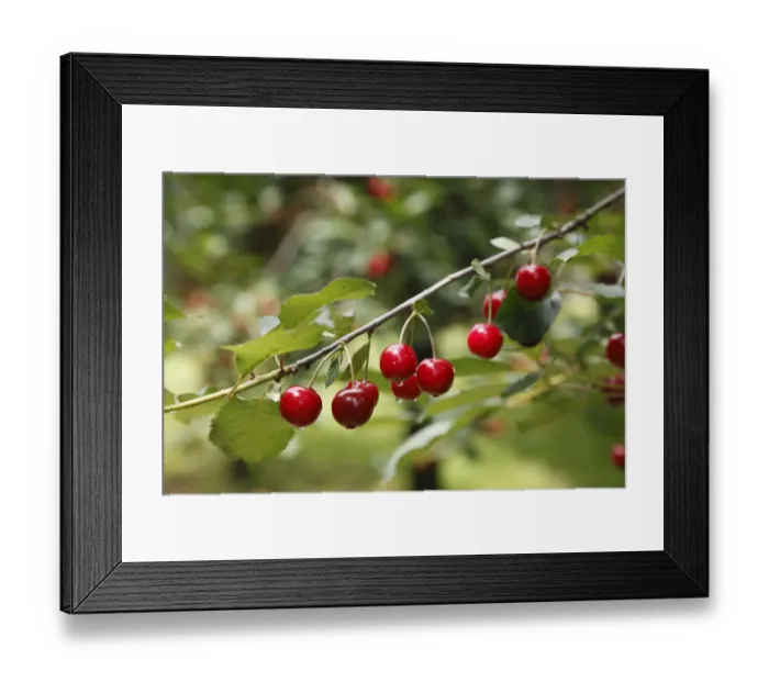 Framed Print : Branch with ripe Wild Cherries or Sweet Cherries -Prunus avium-, Pretzfeld, Franconian Switzerland, Upper Franconia, Franconia, Bavaria, Germany, Europe Framed Print : Branch with ripe Wild Cherries or Sweet Cherries -Prunus avium-, Pretzfeld, Franconian Switzerland, Upper Franconia, Franconia, Bavaria, Germany, Europe