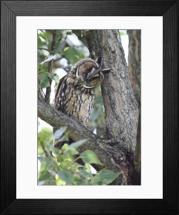 Framed Print : Long-eared Owl -Asio otus-, perched on a branch, tree trunk at back, Apetlon, Lake Neusiedl, Burgenland, Austria, Europe