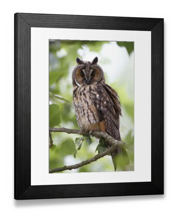 Framed Print : Long-eared Owl -Asio otus-, perched in branch, Apetlon, Lake Neusiedl, Burgenland, Austria, Europe Framed Print : Long-eared Owl -Asio otus-, perched in branch, Apetlon, Lake Neusiedl, Burgenland, Austria, Europe