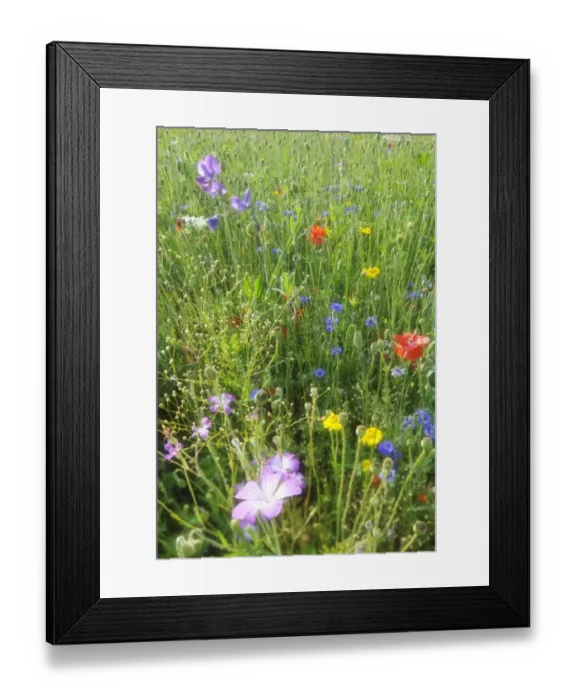 Framed Print : Summer meadow, Cornflower -Centaurea cyanus-, Yarrow -Achillea-, Mallow -Malva-, Yellow Daisies -Leucanthemum-, Poppy -Papaver rhoeas- Framed Print : Summer meadow, Cornflower -Centaurea cyanus-, Yarrow -Achillea-, Mallow -Malva-, Yellow Daisies -Leucanthemum-, Poppy -Papaver rhoeas-