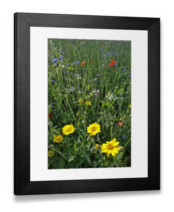 Framed Print : Summer meadow, Cornflower -Centaurea cyanus-, Yarrow -Achillea-, Mallow -Malva-, Yellow Daisies -Leucanthemum-, Poppy -Papaver rhoeas- Framed Print : Summer meadow, Cornflower -Centaurea cyanus-, Yarrow -Achillea-, Mallow -Malva-, Yellow Daisies -Leucanthemum-, Poppy -Papaver rhoeas-
