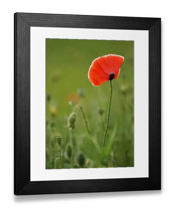 Framed Print : Summer meadow, Poppy -Papaver rhoeas- Framed Print : Summer meadow, Poppy -Papaver rhoeas-
