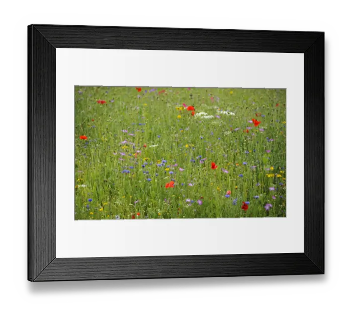 Framed Print : Summer meadow, Cornflower -Centaurea cyanus-, Yarrow -Achillea-, Mallow -Malva-, Yellow Daisies -Leucanthemum-, Poppy -Papaver rhoeas- Framed Print : Summer meadow, Cornflower -Centaurea cyanus-, Yarrow -Achillea-, Mallow -Malva-, Yellow Daisies -Leucanthemum-, Poppy -Papaver rhoeas-