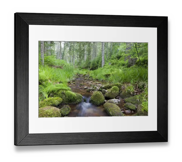 Framed Print : Idyllic mountain stream in the northern Black Forest, Forbach, Herrenwies, Baden-Wuerttemberg, Germany, Europe Framed Print : Idyllic mountain stream in the northern Black Forest, Forbach, Herrenwies, Baden-Wuerttemberg, Germany, Europe