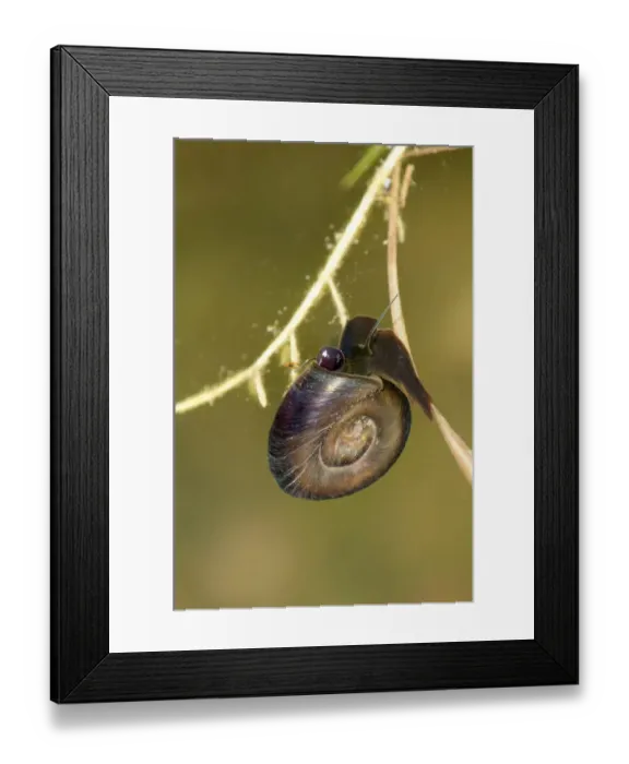 Framed Print : Great Ramshorn Snail -Planorbarius corneus-, with a tube-like organ visible on the left side of the head, siphon, to filter nutrients from inflowing water Framed Print : Great Ramshorn Snail -Planorbarius corneus-, with a tube-like organ visible on the left side of the head, siphon, to filter nutrients from inflowing water