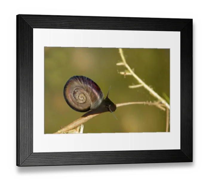 Framed Print : Freshwater Great Ramshorn Snail -Planorbarius corneus- under water