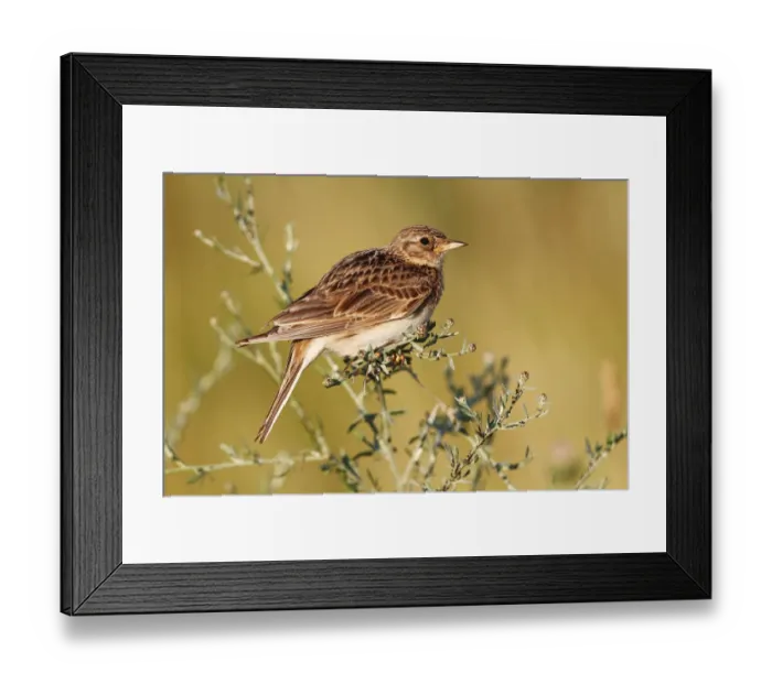 Framed Print : Skylark -Alauda arvensis-, perched on a grassy plant, Apetlon, Lake Neusiedl, Burgenland, Austria, Europe Framed Print : Skylark -Alauda arvensis-, perched on a grassy plant, Apetlon, Lake Neusiedl, Burgenland, Austria, Europe