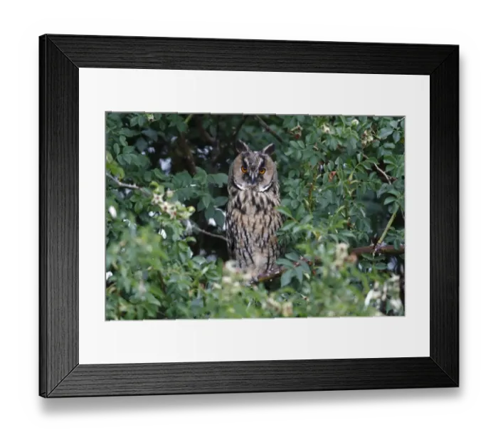 Framed Print : Long-eared Owl -Asio otus-, perched in a thorn bush, Apetlon, Lake Neusiedl, Burgenland, Austria, Europe Framed Print : Long-eared Owl -Asio otus-, perched in a thorn bush, Apetlon, Lake Neusiedl, Burgenland, Austria, Europe