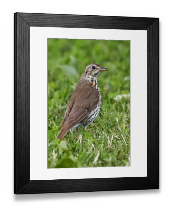 Framed Print : Song Thrush -Turdus philomelos- standing on a mown lawn, Lake Neusiedl, Burgenland, Austria, Europe Framed Print : Song Thrush -Turdus philomelos- standing on a mown lawn, Lake Neusiedl, Burgenland, Austria, Europe
