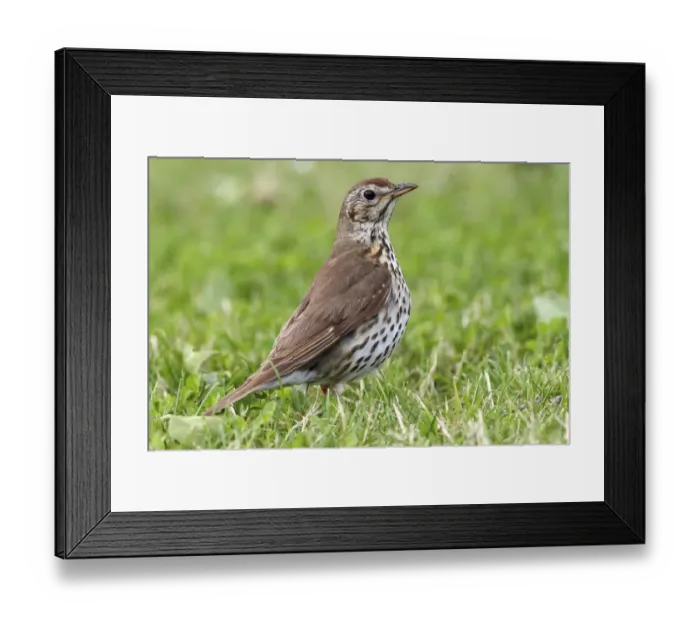 Framed Print : Song Thrush -Turdus philomelos- standing on a mown lawn, Lake Neusiedl, Burgenland, Austria, Europe Framed Print : Song Thrush -Turdus philomelos- standing on a mown lawn, Lake Neusiedl, Burgenland, Austria, Europe
