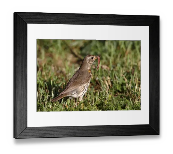 Framed Print : Song Thrush -Turdus philomelos- with earthworm in beak, Lake Neusiedl, Burgenland, Austria, Europe Framed Print : Song Thrush -Turdus philomelos- with earthworm in beak, Lake Neusiedl, Burgenland, Austria, Europe