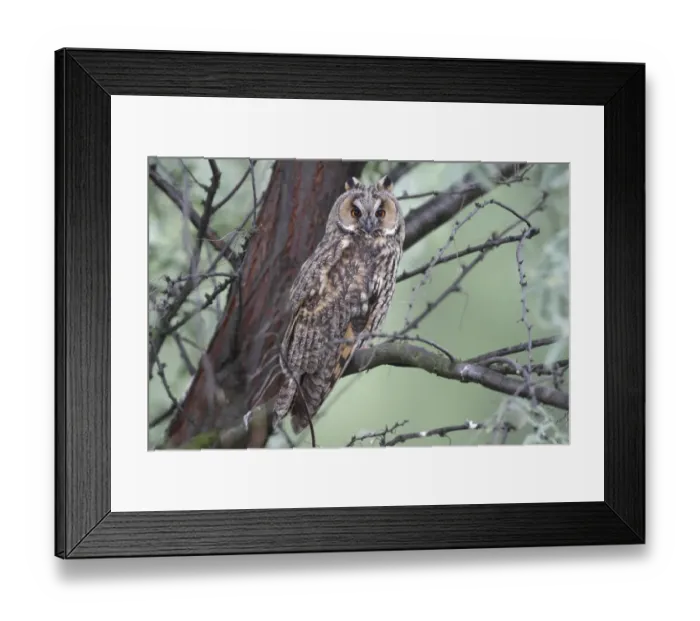 Framed Print : Long-eared Owl -Asio otus-, perched on a branch with tree trunk at back, Apetlon, Lake Neusiedl, Burgenland, Austria, Europe