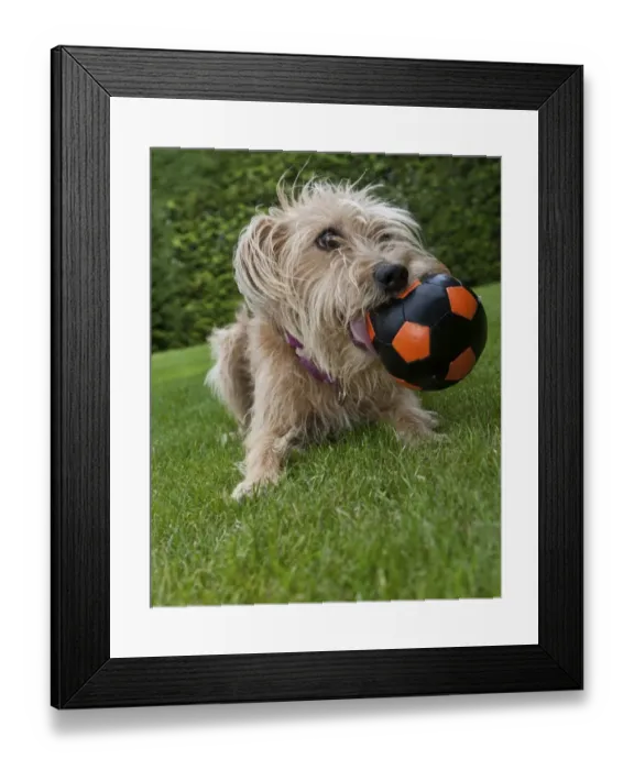 Framed Print : Kromfohrlaender and Irish Terrier playing with a ball Framed Print : Kromfohrlaender and Irish Terrier playing with a ball