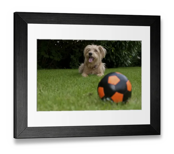 Framed Print : Ball and Kromfohrlaender and Irish Terrier mix waiting behind it Framed Print : Ball and Kromfohrlaender and Irish Terrier mix waiting behind it