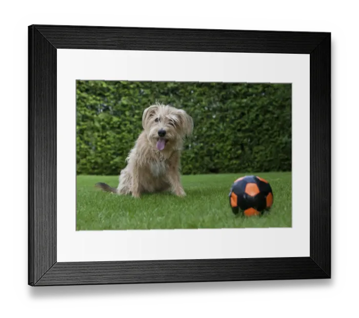 Framed Print : Kromfohrlaender and Irish Terrier hybrid dog sitting expectantly next to a ball Framed Print : Kromfohrlaender and Irish Terrier hybrid dog sitting expectantly next to a ball