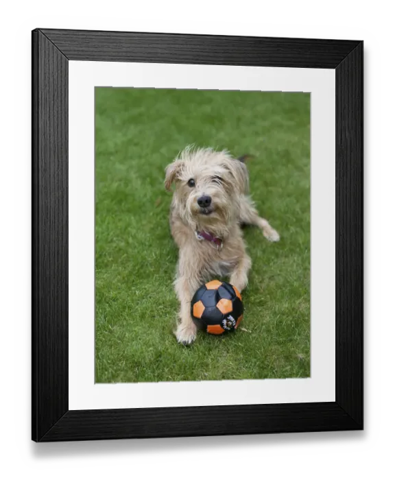 Framed Print : Kromfohrlaender and Irish Terrier playing with a ball Framed Print : Kromfohrlaender and Irish Terrier playing with a ball