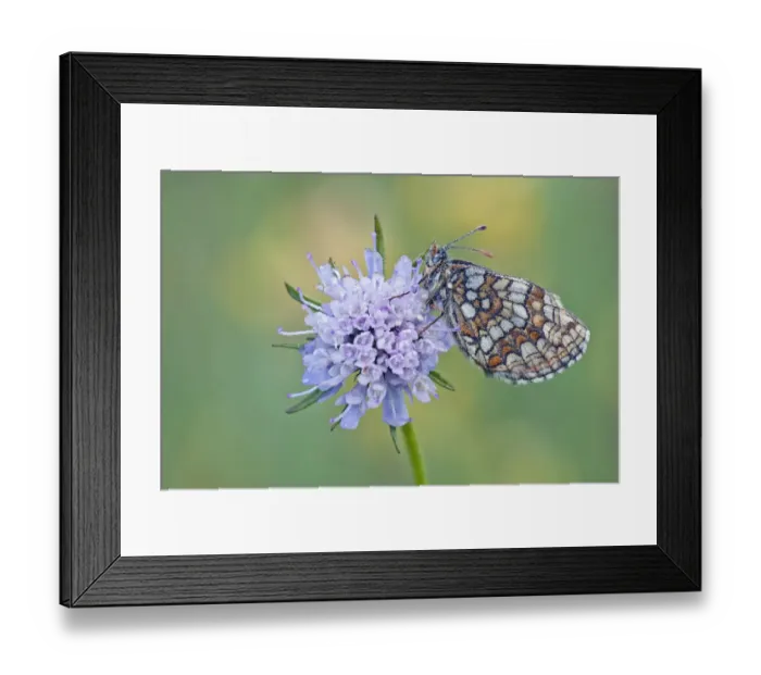 Framed Print : Heath Fritillary -melitaea athalia- perched on a Field Scabiosa -Knautia arvensis-, North Hesse, Hesse, Germany Framed Print : Heath Fritillary -melitaea athalia- perched on a Field Scabiosa -Knautia arvensis-, North Hesse, Hesse, Germany