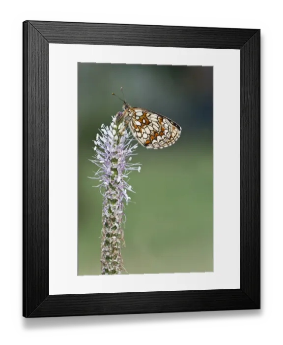 Framed Print : Heath fritillary -Mellicta athalia- on a Hoary Plaintain -Plantago media- Framed Print : Heath fritillary -Mellicta athalia- on a Hoary Plaintain -Plantago media-