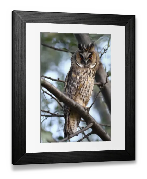 Framed Print : Long-eared Owl -Asio otus-, perched on a branch, Apetlon, Lake Neusiedl, Burgenland, Austria, Europe Framed Print : Long-eared Owl -Asio otus-, perched on a branch, Apetlon, Lake Neusiedl, Burgenland, Austria, Europe