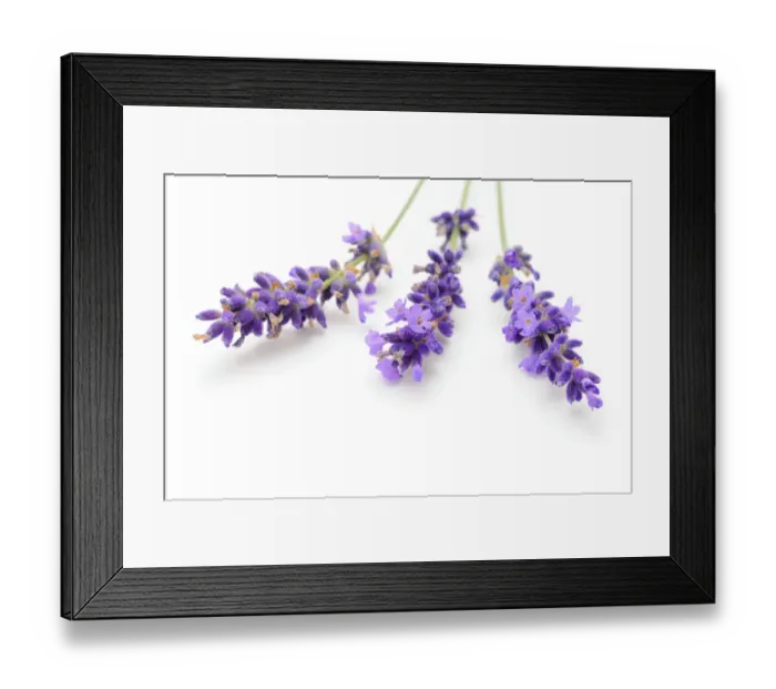 Framed Print : Lavender -Lavandula angustifolia- Framed Print : Lavender -Lavandula angustifolia-