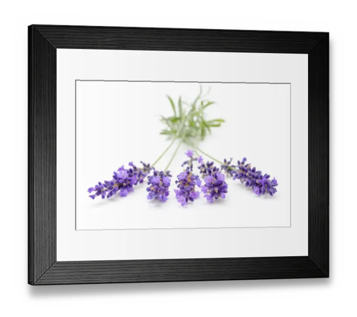 Framed Print : Lavender -Lavandula angustifolia- Framed Print : Lavender -Lavandula angustifolia-