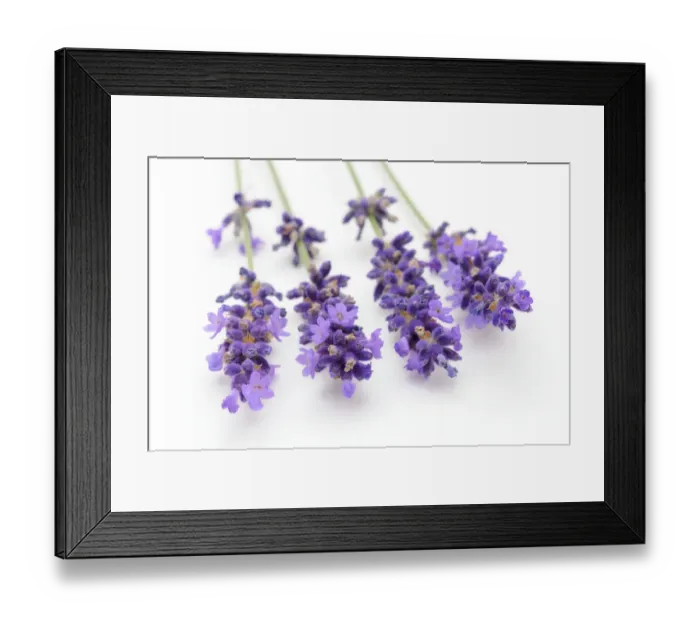 Framed Print : Lavender -Lavandula angustifolia- Framed Print : Lavender -Lavandula angustifolia-