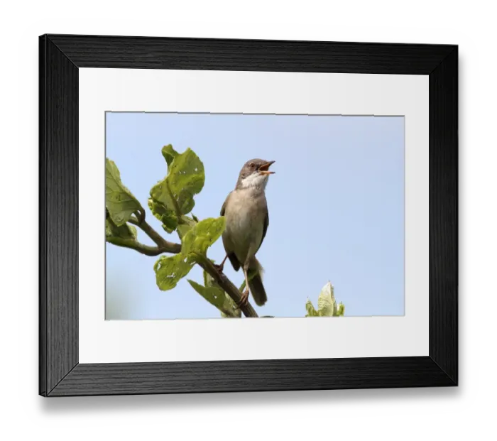 Framed Print : Whitethroat -Sylvia communis-, perched on a branch, singing, Lake Neusiedl, Burgenland, Austria, Europe Framed Print : Whitethroat -Sylvia communis-, perched on a branch, singing, Lake Neusiedl, Burgenland, Austria, Europe