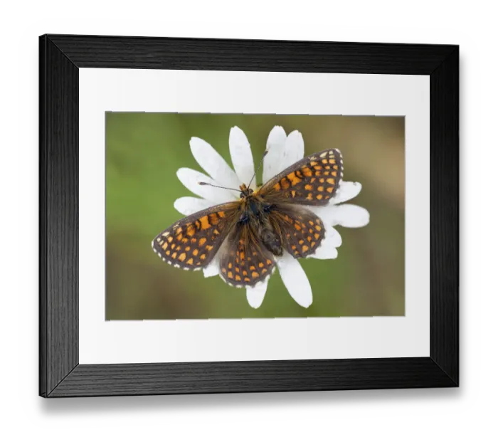 Framed Print : Heath Fritillary -Melitaea athalia-, butterfly perched on an Ox-eye Daisy -Leucanthemum vulgare-, North Hesse, Hesse, Germany Framed Print : Heath Fritillary -Melitaea athalia-, butterfly perched on an Ox-eye Daisy -Leucanthemum vulgare-, North Hesse, Hesse, Germany
