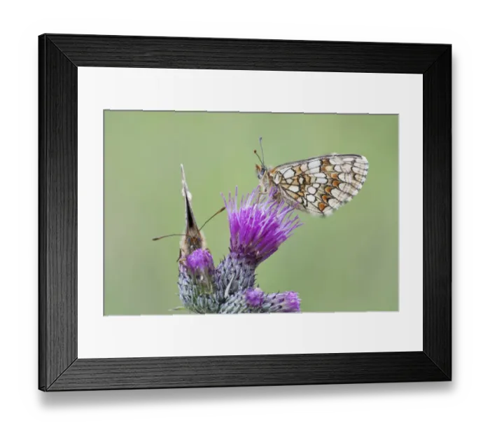Framed Print : Two Heath Fritillary butterflies -Melitaea athalia- perched on a Spiny Plumeless Thistle -Carduus acanthoides-, North Hesse, Hesse, Germany