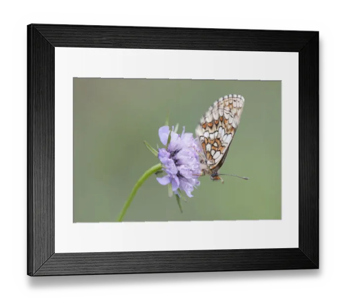 Framed Print : Heath Fritillary -Melitaea athalia-, butterfly perched on a Field Scabiosa -Knautia arvensis-, North Hesse, Hesse, Germany Framed Print : Heath Fritillary -Melitaea athalia-, butterfly perched on a Field Scabiosa -Knautia arvensis-, North Hesse, Hesse, Germany