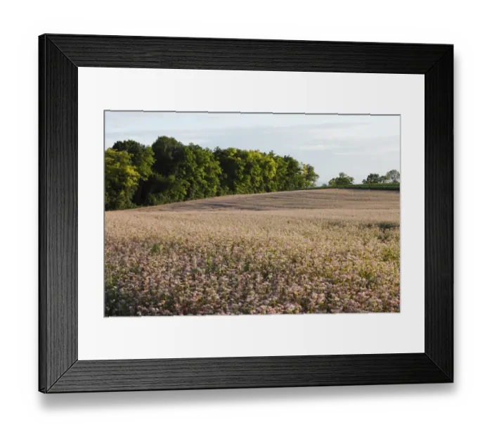 Framed Print : Common Buckwheat -Fagopyrum esculentum-, near Leobendorf, Weinviertel, Wine Quarter, Lower Austria, Austria, Europe Framed Print : Common Buckwheat -Fagopyrum esculentum-, near Leobendorf, Weinviertel, Wine Quarter, Lower Austria, Austria, Europe