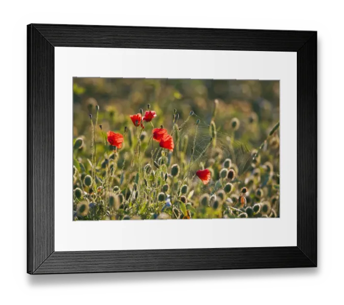 Framed Print : Corn poppies, red poppies -Papaver rhoeas- and a spider web, Tuscany, Italy, Europe Framed Print : Corn poppies, red poppies -Papaver rhoeas- and a spider web, Tuscany, Italy, Europe
