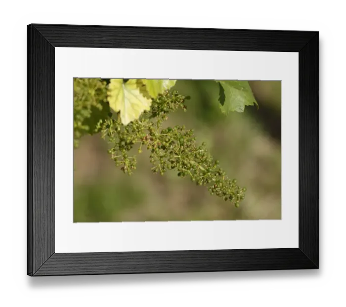 Framed Print : Unripe grapes -Vitis vinifera subsp. vinifera-, Wachau, Lower Austria, Austria, Europe Framed Print : Unripe grapes -Vitis vinifera subsp. vinifera-, Wachau, Lower Austria, Austria, Europe