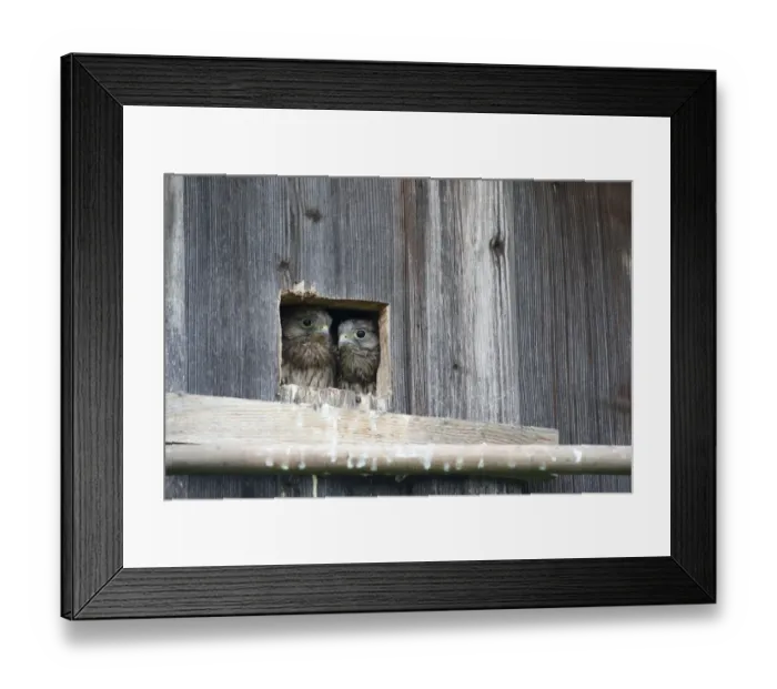 Framed Print : Kestrel -Falco tinnunculus-, young, nearly fledged, at the nesting hole, Allgaeu, Bavaria, Germany, Europe Framed Print : Kestrel -Falco tinnunculus-, young, nearly fledged, at the nesting hole, Allgaeu, Bavaria, Germany, Europe