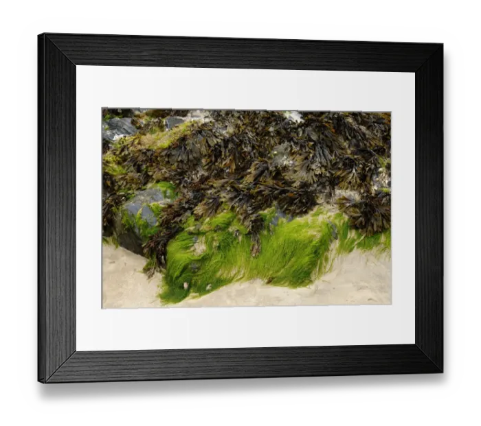 Framed Print : Seaweed on a rock in the harbour of Newquay, Cornwall, England, United Kingdom, Europe Framed Print : Seaweed on a rock in the harbour of Newquay, Cornwall, England, United Kingdom, Europe