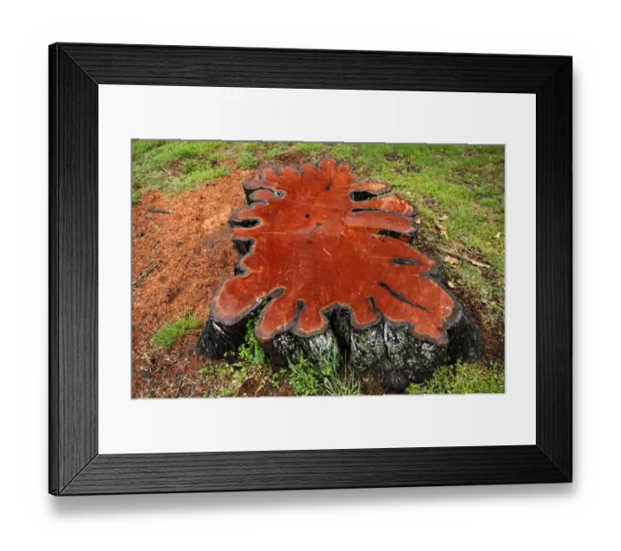Framed Print : Stump of a large lime tree was sealed with varnish, on the banks of the Camel River in Wadebridge, Cornwall, England, United Kingdom, Europe