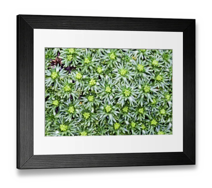 Framed Print : Cushion bolax -Azorella trifurcata Nana-