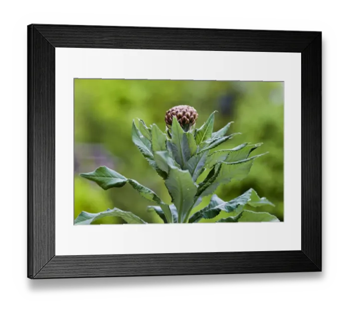 Framed Print : Bud of Rhaponticum scariosum subsp. rhaponticum Framed Print : Bud of Rhaponticum scariosum subsp. rhaponticum
