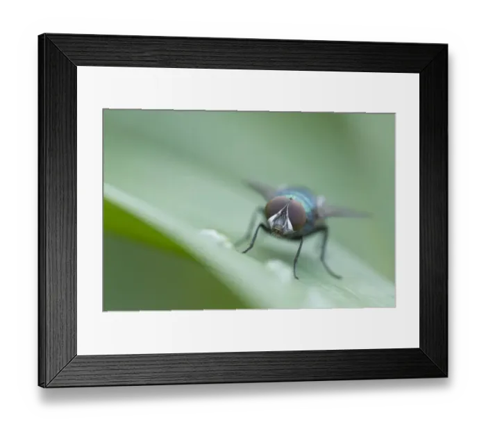 Framed Print : Greenbottle fly -Lucilia sp. -, Haren, Emsland region, Lower Saxony, Germany, Europe