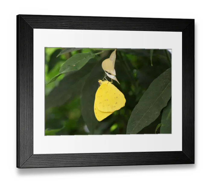 Framed Print : Orange migrant -Catopsilia scylla-, found in South America