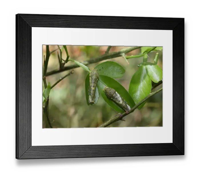 Framed Print : Caterpillars of the scarlet mormon -Papilio rumanzovia-, early stage, found in South America Framed Print : Caterpillars of the scarlet mormon -Papilio rumanzovia-, early stage, found in South America