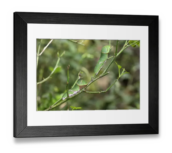 Framed Print : Caterpillars of the scarlet mormon -Papilio rumanzovia-, found in South America Framed Print : Caterpillars of the scarlet mormon -Papilio rumanzovia-, found in South America